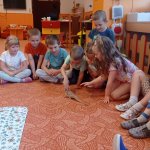 phoca_thumb_m_agamy krlk zajci 10 Fotogalerie